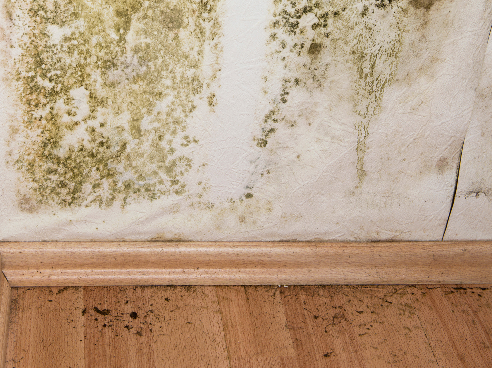 How Do You Know If Your Home Has Black Mould