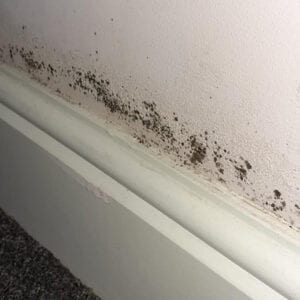 Black Mould Investigation & Removal